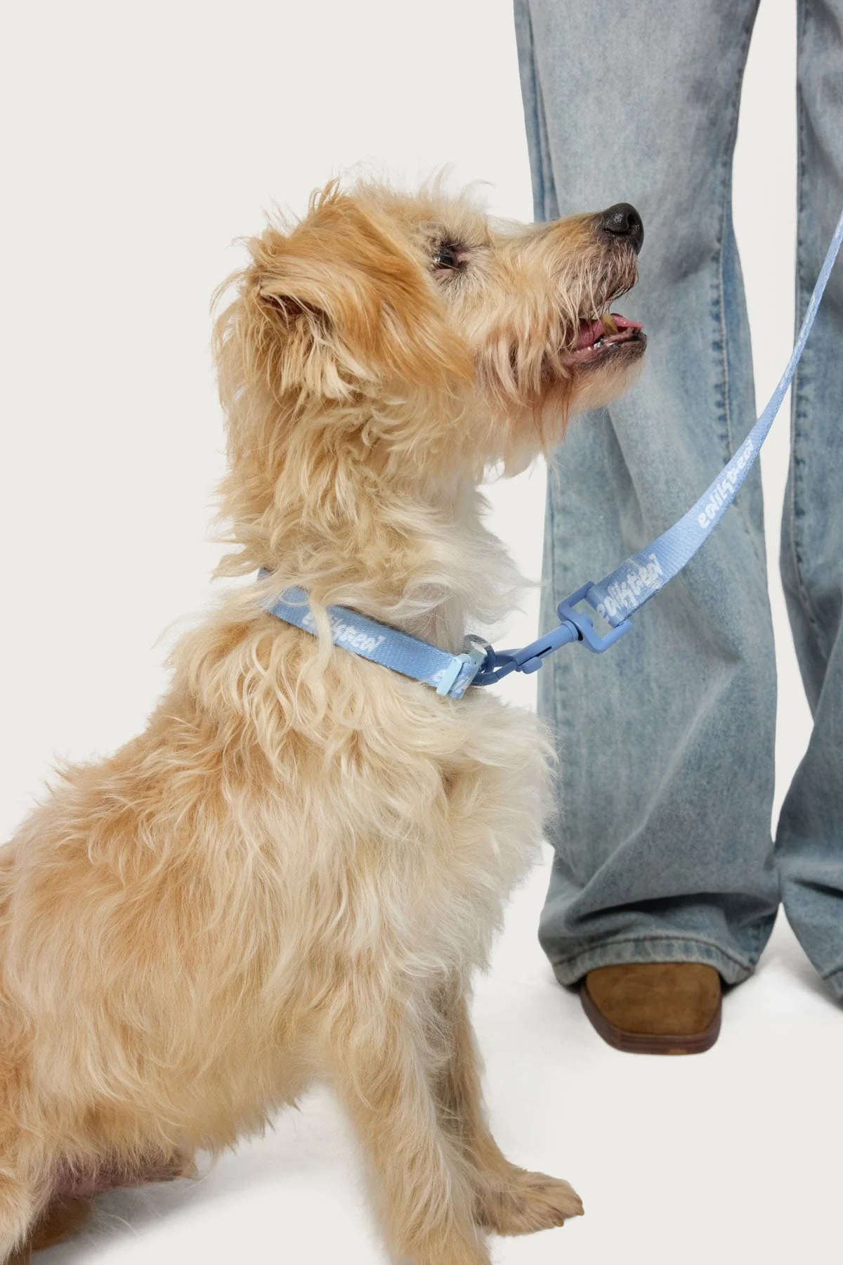 Edikted Pet Leash - Image 4